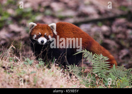 Minore o panda rosso, airurus fulgens, Chengdu panda allevamento e centro di ricerca, sichuan (cucina Szechwan) provincia Cina centrale, prevalentemente notturna e Solis Foto Stock