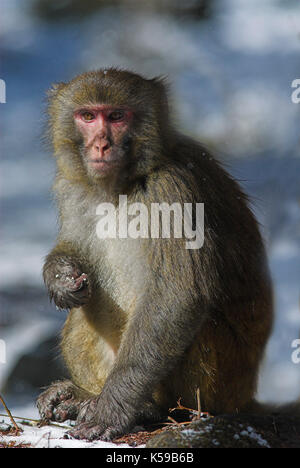 Assamese macaque, assam macaco himalayan macaco scimmia hill, macaca assamensis, wolong, sichuan (cucina Szechwan) provincia Cina Centrale, Asia, Asia ch Foto Stock