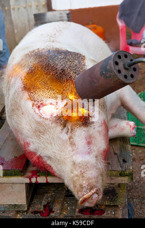 La rimozione dei peli di maiale con cannello. Casa Tradizionale la macellazione in un area rurale Foto Stock