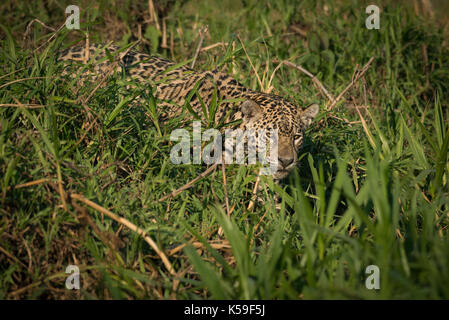 Jaguar (Panthera onca) da Pantanal del Nord, Brasile Foto Stock