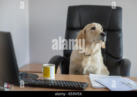 Golden Retriever cucciolo lavora in ufficio Foto Stock