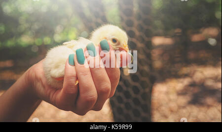 Donna di mano che tiene un pulcino giallo. Polli giovani baby con soft giallo piume su una mano le femmine. Foto Stock