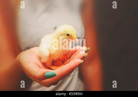 Donna di mano che tiene un pulcino giallo. Polli giovani baby con soft giallo piume su una mano le femmine. Foto Stock