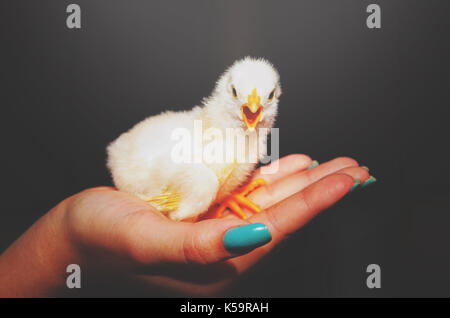 Donna di mano che tiene un pulcino giallo. Polli giovani baby con soft giallo piume su una mano le femmine. Foto Stock