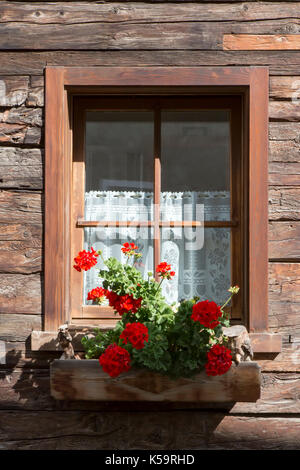 Coloratissimi gerani rossi in una finestra su una casa in legno con tendine appeso nella finestra Foto Stock