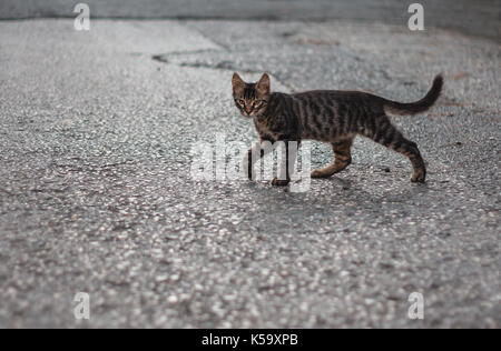 Tabby cat sulla strada Foto Stock