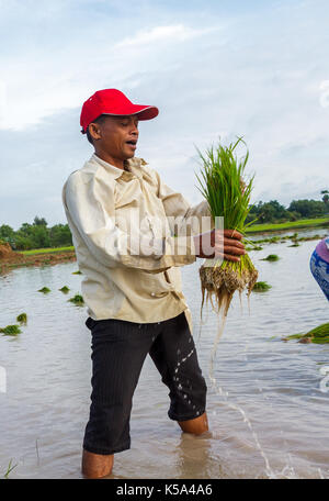 Siem Reap, Cambogia - Settembre 12, 2015: un agricoltore di riso lavora nei campi di riso piantagione. Foto Stock
