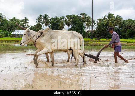 Siem Reap, Cambogia - 9/12/2015: un riso contadino ara la terra nei pressi del suo villaggio. Foto Stock