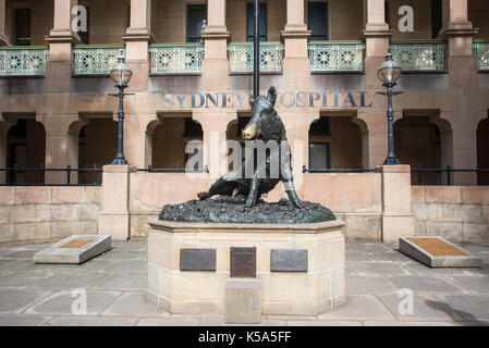 Sydney,NSW, Australia-novembre 20,2016: Sydney ospedale ornato di balcone e cinghiale buona fortuna statua a Sydney in Australia Foto Stock