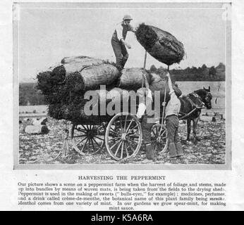 Allevamento di menta piperita in Inghilterra settentrionale -1930's - raccolta prima di essiccazione e utilizzato per aromatizzare i dolci, profumi, farmaci, tè ecc. Foto Stock