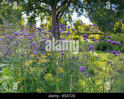 Verbena bonariensis una pianta erbacea di altezza con gambo sottile pianta perenne, in piena fioritura in un soleggiato giardino verdeggiante Foto Stock