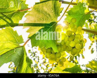 Grappolo maturo di vino bianco uva sulla vite in UK vigneto con sunburst dietro Foto Stock