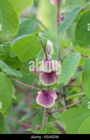 Amicia zygomeris brattee. Foto Stock