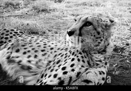 In bianco e nero di ghepardo sdraiato in provincia di Limpopo, sud africa Foto Stock