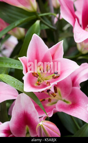 Il Lilium 'dalian' fiori Foto Stock