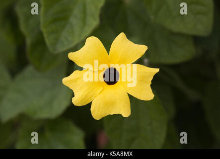 Thunbergia 'lemon' Fiore. Foto Stock