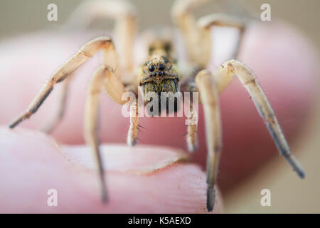 Wolf spider hogna radiata Foto Stock