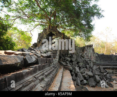 Il vecchio monastero buddista con grandi radici di albero che cresce su tetto,Cambogia. Foto Stock