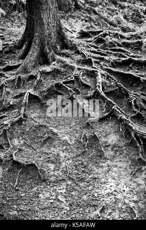 Radici di albero nel bosco in bianco e nero, bianco e nero Foto Stock