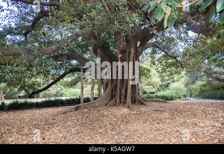 Grandi Moreton bay fig tree con radici aeree presso il Royal Botanic Gardens di Sydney, Australia. Foto Stock