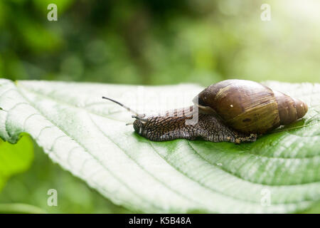 Va a passo di lumaca sulla banana palm foglia verde Foto Stock