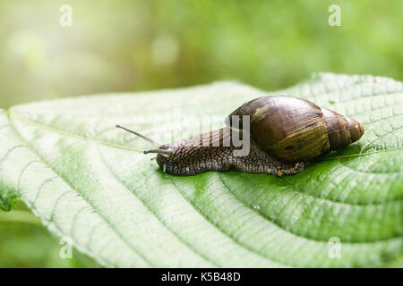 Va a passo di lumaca sulla banana palm foglia verde Foto Stock