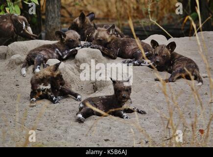 Selvatico Africano i cuccioli di cane Foto Stock