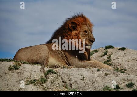 Leone maschio in appoggio sulla collina Foto Stock