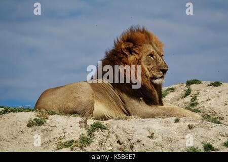 Grande leone maschile seduto sulla collina Foto Stock