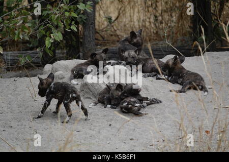 Selvatico Africano cuccioli di cani giocando Foto Stock