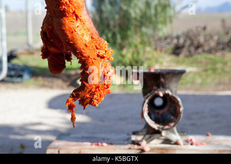 Agricoltore mano piena di carne appena dopo essere stato miscelato per ottenere il chorizo o salsicce. Casa Tradizionale la macellazione in Estremadura, Spagna Foto Stock