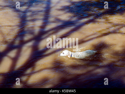 Color platino Golden Retriever cane nuoto in Arkansas River, Salida, Colorado, STATI UNITI D'AMERICA Foto Stock