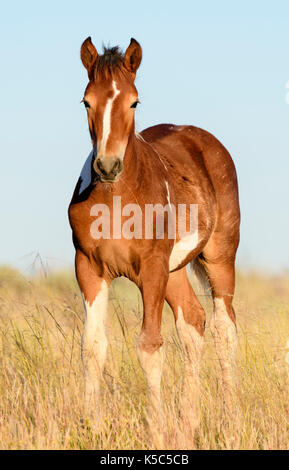 Colt Wild Horse (Equus ferus), Stati Uniti occidentali Foto Stock