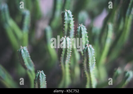 Piccolo cactus macro - impianto di cactus closeup Foto Stock