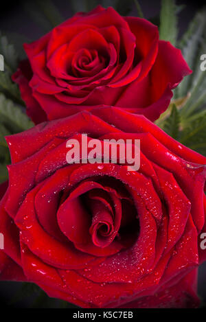 In prossimità di due rose rosse con gocce d'acqua, sfondo romantico concetto Foto Stock