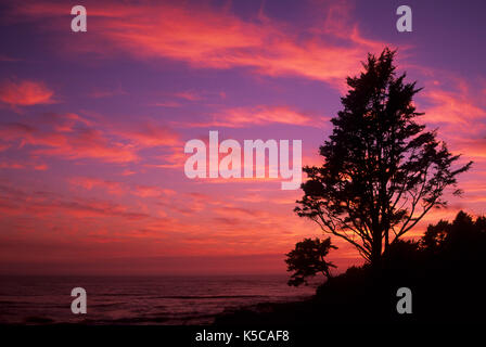 Sitka Abete (Picea sitchensis) tramonto, Cape Perpetua Scenic Area, Siuslaw National Forest, Oregon Foto Stock