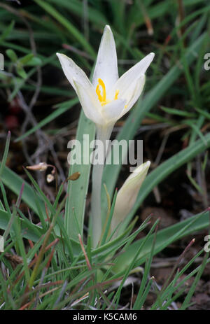 Giglio di sabbia, Diamond crateri Eccezionale area naturale, Diamante nazionale Loop Back Country Byway, Oregon Foto Stock