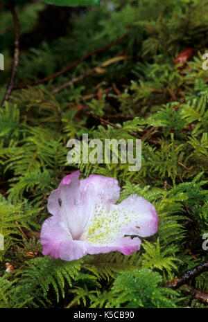 Pacific rododendri (Rhododendron macrophyllum) petali di MOSS, Quartzville Creek Wild & Scenic River, Quartzville National paese indietro Byway, Oregon Foto Stock