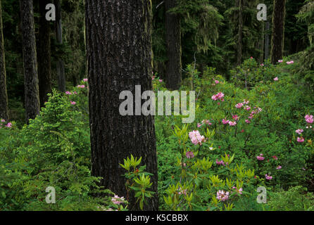 Antica foresta con Pacific rododendri (Rhododendron macrophyllum), Willamette National Forest, Oregon Foto Stock