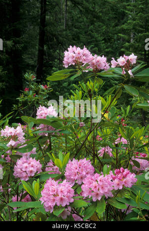 Antica foresta con Pacific rododendri (Rhododendron macrophyllum), Aufderheide National Scenic Byway, Willamette National Forest, Oregon Foto Stock