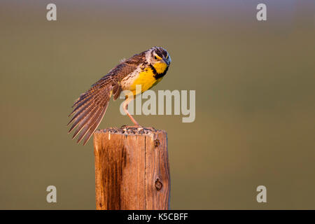 Western meadowlark sturnella neglecta pawnee praterie nazionale, Colorado, negli Stati Uniti il 6 luglio 2017 adulto stretching. icteridae Foto Stock