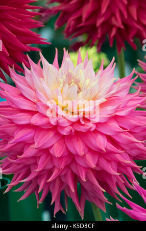 Dahlia 'coral giove' Fiore a RHS Wisley flower show, Surrey, Inghilterra Foto Stock