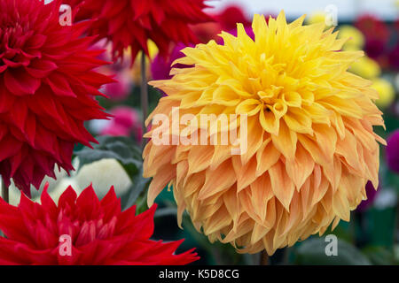 Dahlia 'Hamari Gold' Fiore a RHS Wisley flower show, Surrey, Inghilterra Foto Stock