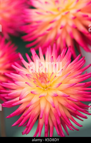Fiori di Dahlia 'Josudi Telstar' al RHS Wisley flower show, Surrey, Inghilterra Foto Stock