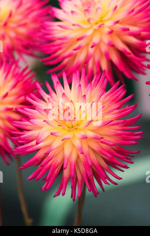 Fiori di Dahlia 'Josudi Telstar' al RHS Wisley flower show, Surrey, Inghilterra Foto Stock