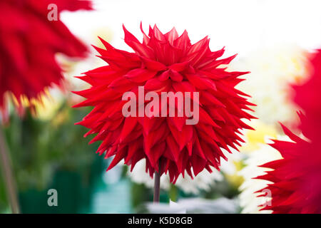 Dahlia 'Kenora valentine' Fiore a RHS Wisley flower show, Surrey, Inghilterra Foto Stock