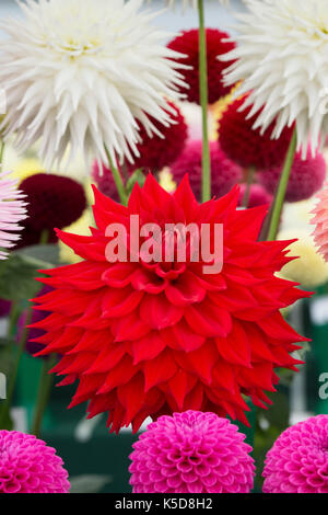 Dahlia 'Kenora valentine' Fiore a RHS Wisley flower show, Surrey, Inghilterra Foto Stock