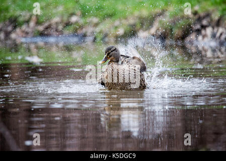 Wild Duck femmina schizzi in acqua con goccioline di acqua nell'aria Foto Stock