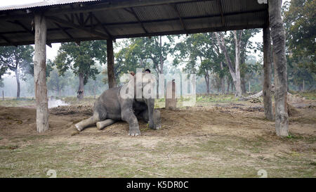 Baby Elephant madre giacente a terra in Chitwan il parco nazionale Foto Stock