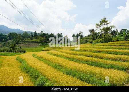 Pronta per il raccolto del campo di riso Foto Stock